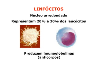 LINFÓCITOS
Núcleo arredondado
Representam 20% a 30% dos leucócitos

Produzem imunoglobulinas
(anticorpos)

 