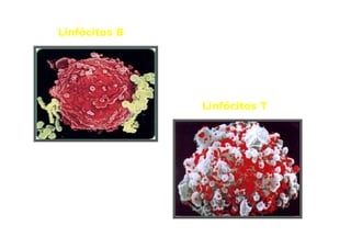 Linfócitos B

Linfócitos T

 