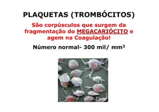 PLAQUETAS (TROMBÓCITOS)
São corpúsculos que surgem da
fragmentação do MEGACARIÓCITO e
agem na Coagulação!
Número normal- 300 mil/ mm3

 