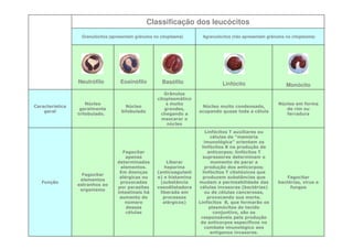 Classificação dos leucócitos
Granulócitos (apresentam grânulos no citoplasma)

Neutrófilo

Característica
geral

Função

Núcleo
geralmente
trilobulado.

Fagocitar
elementos
estranhos ao
organismo

Eosinófilo

Núcleo
bilobulado

Fagocitar
apenas
determinados
elementos.
Em doenças
alérgicas ou
provocadas
por parasitas
intestinais há
aumento do
número
dessas
células

Basófilo

Agranulócitos (não apresentam grânulos no citoplasma)

Linfócito

Monócito

Grânulos
citoplasmático
s muito
grandes,
chegando a
mascarar o
núcleo

Núcleo muito condensado,
ocupando quase toda a célula

Núcleo em forma
de rim ou
ferradura

Liberar
heparina
(anticoagulant
e) e histamina
(substância
vasodilatadora
liberada em
processos
alérgicos)

Linfócitos T auxiliares ou
células de “memória
imunológica” orientam os
linfócitos B na produção de
anticorpos; linfócitos T
supressores determinam o
momento de parar a
produção dos anticorpos;
linfócitos T citotóxicos que
produzem substâncias que
mudam a permeabilidade das
células invasoras (bactérias)
ou de células cancerosas,
provocando sua morte.
Linfócitos B, que formarão os
plasmócitos do tecido
conjuntivo, são os
responsáveis pela produção
de anticorpos específicos no
combate imunológico aos
antígenos invasores.

Fagocitar
bactérias, vírus e
fungos

 