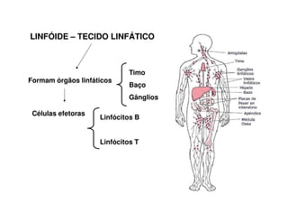 LINFÓIDE – TECIDO LINFÁTICO

Formam órgãos linfáticos

Timo
Baço
Gânglios

Células efetoras

Linfócitos B
Linfócitos T

 
