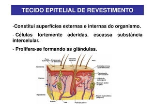 TECIDO EPITELIAL DE REVESTIMENTO
-Constitui superfícies externas e internas do organismo.
- Células fortemente
intercelular.

aderidas,

escassa

- Prolifera-se formando as glândulas.

substância

 