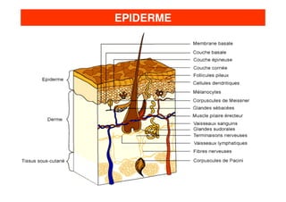 EPIDERME

 