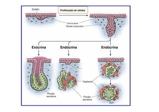 Epitélio

Proliferação de células

Lâmina basal

Tecido conjuntivo

Exócrina

Endócrina

Endócrina

Capilares

Porção
secretora

Porção
secretora

 