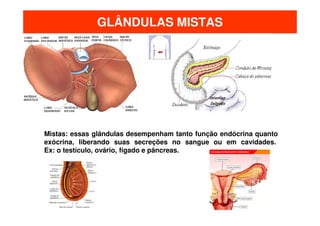 GLÂNDULAS MISTAS

Mistas: essas glândulas desempenham tanto função endócrina quanto
exócrina, liberando suas secreções no sangue ou em cavidades.
Ex: o testículo, ovário, fígado e pâncreas.

 