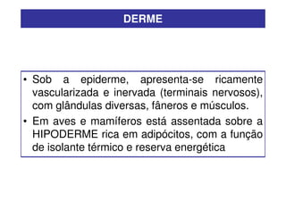 DERME

• Sob a epiderme, apresenta-se ricamente
vascularizada e inervada (terminais nervosos),
com glândulas diversas, fâneros e músculos.
• Em aves e mamíferos está assentada sobre a
HIPODERME rica em adipócitos, com a função
de isolante térmico e reserva energética

 