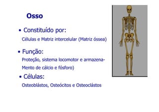 Osso
• Constituído por:
Células e Matriz intercelular (Matriz óssea)

• Função:
Proteção, sistema locomotor e armazenaMento de cálcio e fósforo)

• Células:
Osteoblástos, Osteócitos e Osteoclástos

 