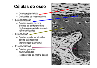 Células do osso
– Osteoprogenitoras
– Derivadas do mesênquima

• Osteoblastos
– Células novas, fazem
síntese de componentes
orgânicos (osteóide = matriz
não calcificada)

• Osteócitos
– Células maduras situadas
dentro das lacunas
– Manutenção da matriz

• Osteoclastos
– Células grandes
multinucleadas
– Reabsorção da matriz óssea

 