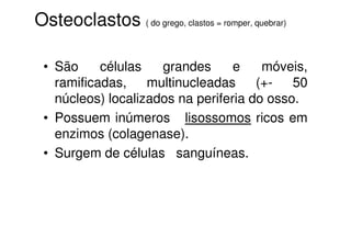 Osteoclastos ( do grego, clastos = romper, quebrar)
• São
células
grandes
e
móveis,
ramificadas,
multinucleadas
(+50
núcleos) localizados na periferia do osso.
• Possuem inúmeros lisossomos ricos em
enzimos (colagenase).
• Surgem de células sanguíneas.

 