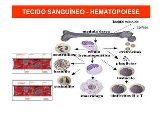 TECIDO SANGUÍNEO - HEMATOPOIESE
Tecido mieloide
Epífese

 
