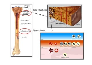 Céls. Totipotentes

Rica em lipídios

 