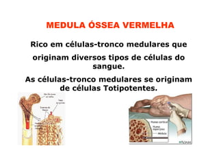 MEDULA ÓSSEA VERMELHA
Rico em células-tronco medulares que
originam diversos tipos de células do
sangue.
As células-tronco medulares se originam
de células Totipotentes.

 