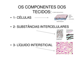 CLASSIFICAÇÃO DOS TECIDOS:
O organismo humano é formado por 4 tipos básicos de tecidos:

EPITELIAL

NERVOSO

CONJUNTIVO

M...