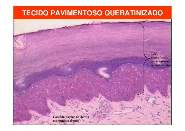 Histologia Humana Tecido Epitelial