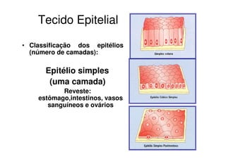 Tecido Epitelial
• Classificação dos epitélios
(número de camadas):
Epitélio simples
(uma camada)
Reveste:
estômago,intestinos, vasos
sanguíneos e ovários
 