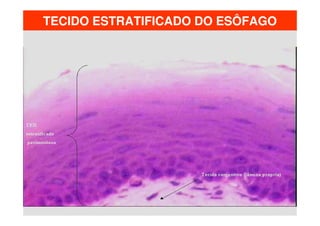 TECIDO ESTRATIFICADO DO ESÔFAGO
 