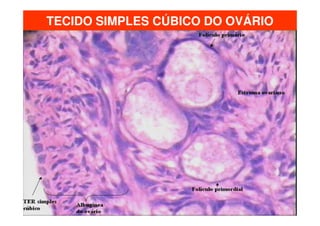 TECIDO SIMPLES CÚBICO DO OVÁRIO
 