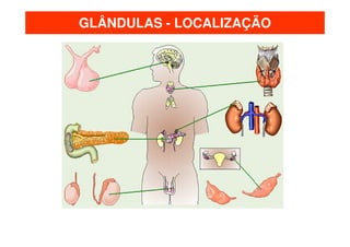 GLÂNDULAS - LOCALIZAÇÃO
 