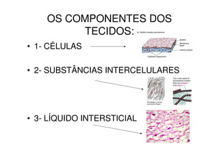 OS COMPONENTES DOS
TECIDOS:
• 1- CÉLULAS
• 2- SUBSTÂNCIAS INTERCELULARES
• 3- LÍQUIDO INTERSTICIAL
 