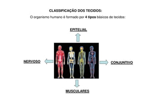 CLASSIFICAÇÃO DOS TECIDOS:
O organismo humano é formado por 4 tipos básicos de tecidos:
EPITELIAL
CONJUNTIVO
MUSCULARES
NERVOSO
 