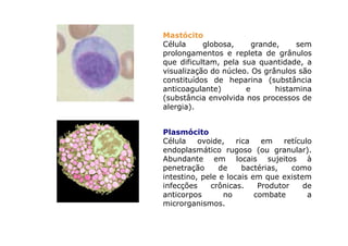 Mastócito
Célula globosa, grande, sem
prolongamentos e repleta de grânulos
que dificultam, pela sua quantidade, a
visualização do núcleo. Os grânulos são
constituídos de heparina (substância
anticoagulante) e histamina
(substância envolvida nos processos de
alergia).
Plasmócito
Célula ovoide, rica em retículo
endoplasmático rugoso (ou granular).
Abundante em locais sujeitos à
penetração de bactérias, como
intestino, pele e locais em que existem
infecções crônicas. Produtor de
anticorpos no combate a
microrganismos.
 