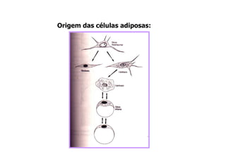 Origem das células adiposas:
 