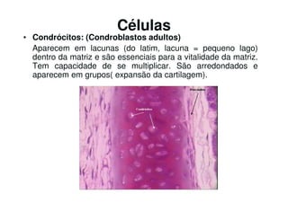 Células
• Condrócitos: (Condroblastos adultos)
Aparecem em lacunas (do latim, lacuna = pequeno lago)
dentro da matriz e são essenciais para a vitalidade da matriz.
Tem capacidade de se multiplicar. São arredondados e
aparecem em grupos( expansão da cartilagem).
 