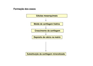 Formação dos ossos
Células mesenquimais
Molde de cartilagem hialina
Crescimento da cartilagem
Depósito de cálcio na matriz
Substituição da cartilagem mineralizada
 
