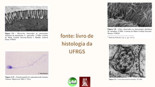 fonte: livro de
histologia da
UFRGS
 