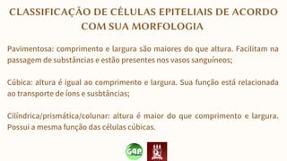 CLASSIFICAÇÃO DE CÉLULAS EPITELIAIS DE ACORDO
COM SUA MORFOLOGIA
Pavimentosa: comprimento e largura são maiores do que altura. Facilitam na
passagem de substâncias e estão presentes nos vasos sanguíneos;
Cúbica: altura é igual ao comprimento e largura. Sua função está relacionada
ao transporte de íons e susbtâncias;
Cilíndrica/prismática/colunar: altura é maior do que comprimento e largura.
Possui a mesma função das células cúbicas.
 