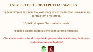 EXEMPLO DE TECIDO EPITELIAL SIMPLES:
*Epitélio simples pavimentoso: vasos sanguíneos (endotélio). Já os pulmões
coração tem o mesotélio.
*Epitélio simples cúbico: túbulos renais.
*Epitélio simples cilíndrico: intestinos grosso e delgado.
Obs: em fumantes o tecido do pulmão pode mudar de natureza, fenômeno
conhecido como metaplasia!
 