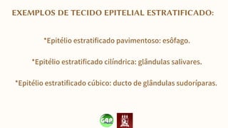 EXEMPLOS DE TECIDO EPITELIAL ESTRATIFICADO:
*Epitélio estratificado pavimentoso: esôfago.
*Epitélio estratificado cilíndrica: glândulas salivares.
*Epitélio estratificado cúbico: ducto de glândulas sudoríparas.
 