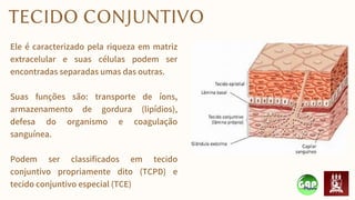 Ele é caracterizado pela riqueza em matriz
extracelular e suas células podem ser
encontradas separadas umas das outras.
Suas funções são: transporte de íons,
armazenamento de gordura (lipídios),
defesa do organismo e coagulação
sanguínea.
Podem ser classificados em tecido
conjuntivo propriamente dito (TCPD) e
tecido conjuntivo especial (TCE)
TECIDO CONJUNTIVO
 