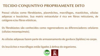 TECIDO CONJUNTIVO PROPRIAMENTE DITO
Possui células como fibroblastos, plasmócitos, macrófagos, mastócitos, células
adiposas e leucócitos. Sua matriz extracelular é rica em fibras reticulares, de
colágeno e/ou fibras elásticas.
Os fibroblastos são conhecidos como regeneradores ou diferenciadores celulares
(células mesenquimais).
As células adiposas fazem parte do armazenamento de gordura (lipídios) no corpo.
Os leucócitos e macrófagos estão ligados à defesa do organismo.
 