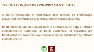 TECIDO CONJUNTIVO PROPRIAMENTE DITO
A matriz extracelular é responsável pelo controle na proliferação
celular, sobrevivência do organismo, diferenciação celular etc.
Os fibroblastos são mais abundantes e o complexo de Golgi e retículo
endoplasmático sintetizam as fibras existentes. Os fibrócitos são
fibroblastos de forma imatura e possuem menor quantidade de retículo
endoplasmático.
 