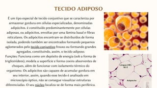 É um tipo especial de tecido conjuntivo que se caracteriza por
armazenar gordura em células especializadas, denominadas
adipócitos. é constituído predominantemente por células
adiposas, ou adipócitos, envoltas por uma lâmina basal e fibras
reticulares. Os adipócitos encontram-se distribuídos de forma
isolada, podendo também ser encontrados formando pequenos
aglomerados pelo tecido conjuntivo frouxo ou formando grandes
agregados, constituindo, assim, o tecido adiposo.
Funções: Funciona como um depósito de energia (sob a forma de
triglicerídeos), modela a superfície e forma coxins absorventes de
choques, além de funcionar com isolamento térmico do
organismo. Os adipócitos são capazes de acumular gordura em
seu interior, assim, quando esse tecido é analisado em
microscópio óptico, não se consegue visualizar estruturas
diferenciadas. O seu núcleo localiza-se de forma mais periférica.
TECIDO ADIPOSO
 