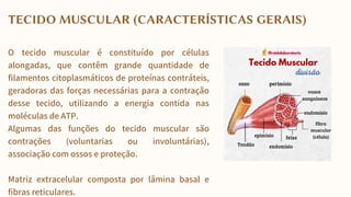 O tecido muscular é constituído por células
alongadas, que contêm grande quantidade de
filamentos citoplasmáticos de proteínas contráteis,
geradoras das forças necessárias para a contração
desse tecido, utilizando a energia contida nas
moléculas de ATP.
Algumas das funções do tecido muscular são
contrações (voluntarias ou involuntárias),
associação com ossos e proteção.
Matriz extracelular composta por lâmina basal e
fibras reticulares.
TECIDO MUSCULAR (CARACTERÍSTICAS GERAIS)
 
