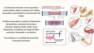 A contração muscular ocorre quando a
actina desliza sobre a miosina nas células
musculares, permitindo os movimentos do
corpo.
As fibras musculares contém os filamentos
de proteínas contráteis de actina e
miosina, dispostas lado a lado. Esses
filamentos se repetem ao longo da fibra
muscular, formando o sarcômero.
O sarcômero é a unidade funcional da
contração muscular.
 