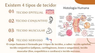 TECIDO MUSCULAR
Existem 4 tipos de tecidos
TECIDO EPITELIAL
01
TECIDO CONJUNTIVO
02
03
04 TECIDO NERVOSO
O corpo humano é formado por 4 tipos de tecidos, a saber: tecido epitelial,
tecido conjuntivo (adiposo, cartilaginoso, ósseo e sanguíneo), tecido
muscular (liso, esquelético e cardíaco) e tecido nervoso.
 