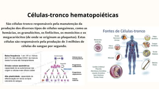 Células-tronco hematopoiéticas
São células-tronco responsáveis pela manutenção da
produção dos diversos tipos de células sanguíneas, como as
hemácias, os granulócitos, os linfócitos, os monócitos e os
megacariócitos (de onde se originam as plaquetas). Estas
células são responsáveis pela produção de 3 milhões de
células do sangue por segundo.
 