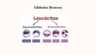 Glóbulos Brancos
 