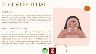 TECIDO EPITELIAL
NATUREZA
Pode ser do tipo glandular ou de revestimento. O de revestimento
tem por função revestir, proteger contra choques mecânicos. O de
glandular tem por função secreção de glândulas. Possui pouca matriz
extracelular e justaposição de células!
QUANTIDADE DE CAMADAS
o tecido epitelial pode ser simples ou estratificado. Simples são
aqueles que possuem apenas 1 única camada de células. Já o
estratificado possui várias camadas de células. Há também o tecido
epitelial de transição, que está entre simples e estratificado (como é o
caso da bexiga). Tecido pseudoestratificado ocorre por conta da
diferença de tamanho entre células, mas é classificado como
simples!
 