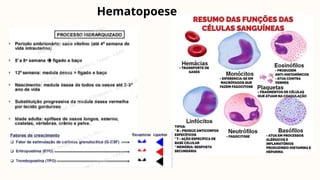 Hematopoese
 