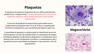 As plaquetas são pequenos fragmentos de uma célula produzida pela
medula óssea, o megacariócito, e atuam principalmente no processo de
coagulação sanguínea, sendo fundamentais para evitar grandes
sangramentos.
O processo de produção do megacariócito pela medula óssea e
fragmentação em plaquetas dura cerca de 10 dias e é regulado pelo
hormônio trombopoietina, que é produzido pelo fígado e pelos rins.
A quantidade de plaquetas circulantes pode ser identificada através de
um hemograma, em que são avaliados todos os componentes do sangue,
incluindo as plaquetas, sendo útil para diagnosticar a trombocitose, que é
quando existe excesso de plaquetas circulantes, e a plaquetopenia, que é
quando há menores quantidades de plaquetas, o que aumenta o risco de
sangramentos.
Plaquetas
Megacariócito
 