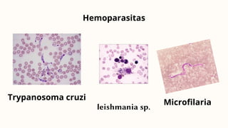 Hemoparasitas
Trypanosoma cruzi
leishmania sp.
Microfilaria
 