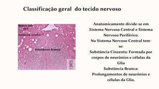 Anatomicamente divide-se em
Sistema Nervoso Central e Sistema
Nervoso Periférico.
No Sistema Nervoso Central tem-
se:
Substância Cinzenta: Formada por
corpos de neurônios e células da
Glia
Substância Branca:
Prolongamentos de neurônios e
células da Glia.
Classificação geral do tecido nervoso
 