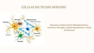 CÉLULAS DO TECIDO NERVOSO
Neurônios, Células da Glia (Oligodendrócitos,
Astrócitos, Micróglia e Células Ependimárias, células
de Schwann)
 