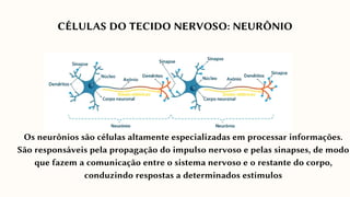 CÉLULAS DO TECIDO NERVOSO: NEURÔNIO
Os neurônios são células altamente especializadas em processar informações.
São responsáveis pela propagação do impulso nervoso e pelas sinapses, de modo
que fazem a comunicação entre o sistema nervoso e o restante do corpo,
conduzindo respostas a determinados estímulos
 