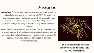 Macroglias
Astrócitos: Em termos de estrutura e função, os astrócitos são as
células gliais mais complexas e diversas do SNC. Os astrócitos
são responsáveis ​
​
por estabelecer pontes de comunicação entre
diferentes células do sistema nervoso. Morfologicamente,
podemos distinguir dois tipos de astrócitos: protoplasmáticos e
fibrosos.
Os astrócitos desempenham uma série de funções essenciais para
a homeostase do SNC, incluindo manutenção dos níveis iônicos
do meio extracelular, alterados com a descarga de potenciais de
ação dos neurônios; captação e liberação de diversos
neurotransmissores,
Um astrócito de rato marcado
com Proteína ácida fibrilar glial
(GFAP) e vimentina.
 