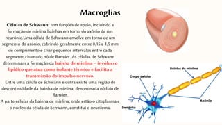 Células de Schwann: tem funções de apoio, incluindo a
formação de mielina bainhas em torno do axônio de um
neurônio.Uma célula de Schwann envolve em torno de um
segmento do axónio, cobrindo geralmente entre 0,15 e 1,5 mm
de comprimento e criar pequenos intervalos entre cada
segmento chamado nó de Ranvier. As células de Schwann
determinam a formação da bainha de mielina – invólucro
lipídico que atua como isolante térmico e facilita a
transmissão do impulso nervoso.
Entre uma célula de Schwann e outra existe uma região de
descontinuidade da bainha de mielina, denominada nódulo de
Ranvier.
A parte celular da bainha de mielina, onde estão o citoplasma e
o núcleo da célula de Schwann, constitui o neurilema.
Macroglias
 